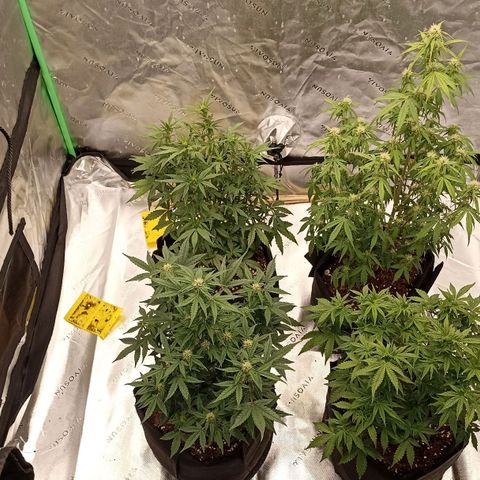 Blueberry Zkittlez Automatic growlog timeline photo