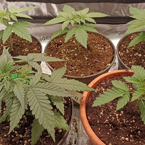 Wappa #3 growlog timeline photo