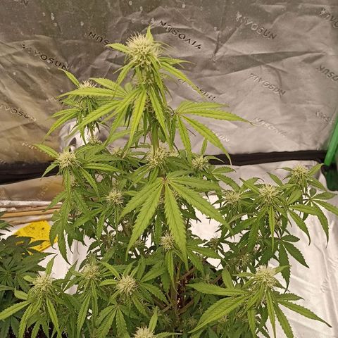 Blueberry Zkittlez Automatic growlog timeline photo