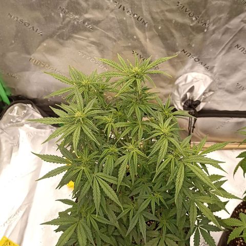 Blueberry Zkittlez Automatic growlog timeline photo