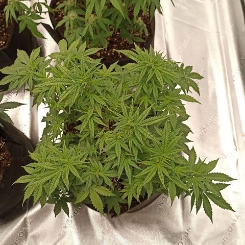 Blueberry Zkittlez Automatic growlog timeline photo