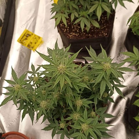 Blueberry Zkittlez Automatic growlog timeline photo