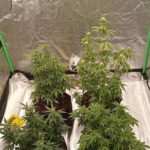 Blueberry Zkittlez Automatic growlog timeline photo