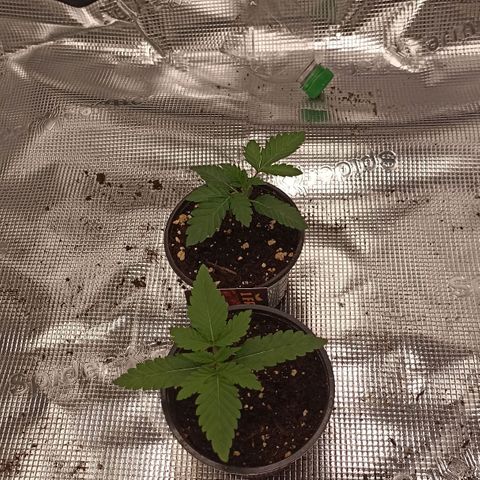 Sunset Paradise #3 growlog timeline photo
