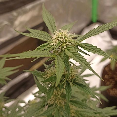 Blueberry Zkittlez Automatic growlog timeline photo