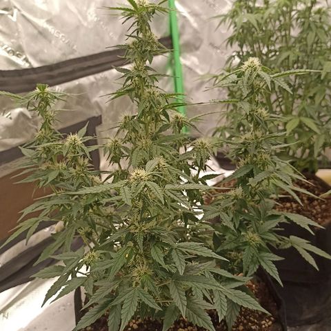 Blueberry Zkittlez Automatic growlog timeline photo