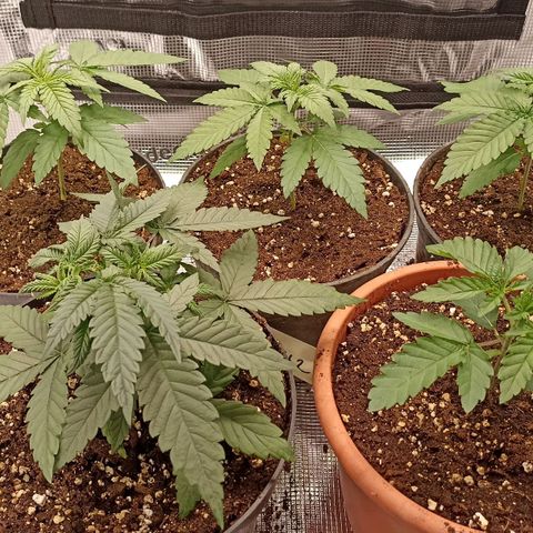 Wappa #3 growlog timeline photo