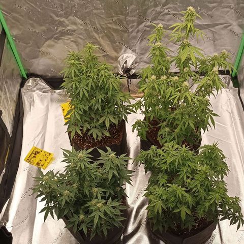 Blueberry Zkittlez Automatic growlog timeline photo