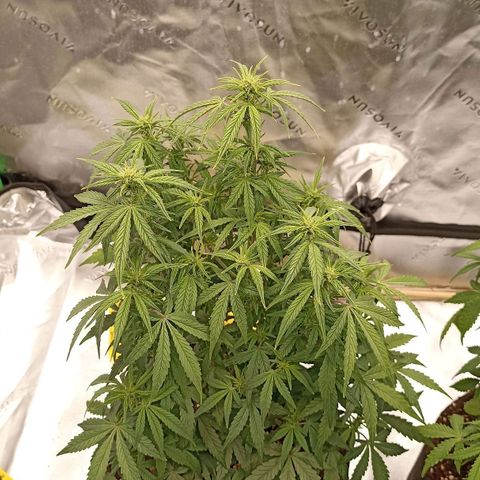 Blueberry Zkittlez Automatic growlog timeline photo