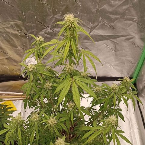 Blueberry Zkittlez Automatic growlog timeline photo