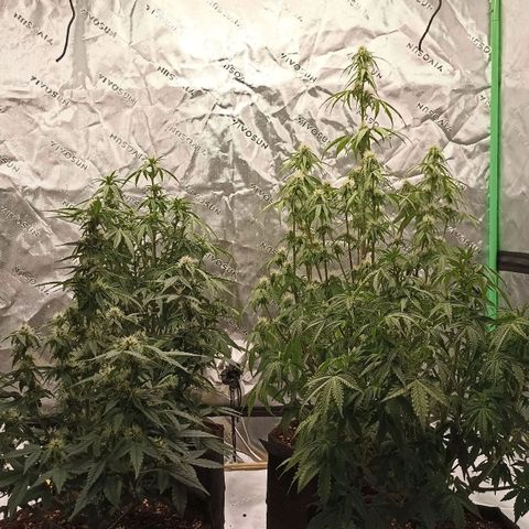 Blueberry Zkittlez Automatic growlog timeline photo