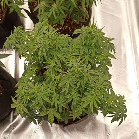 Blueberry Zkittlez Automatic growlog timeline photo
