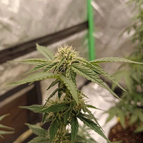 Blueberry Zkittlez Automatic growlog timeline photo
