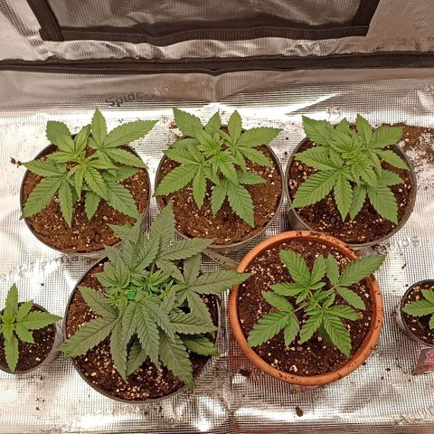 Wappa #3 growlog photo: Wappa #1-3, Snackpack, Gelatto Bag Seed, Sunset Paradise #2-3