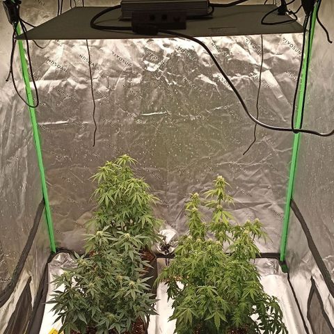 Blueberry Zkittlez Automatic growlog timeline photo