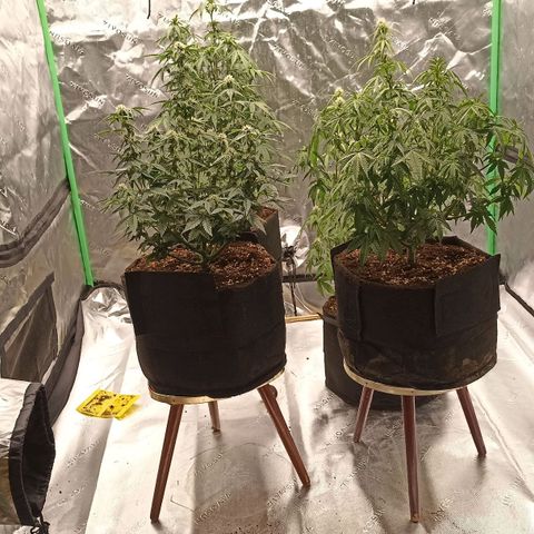 Blueberry Zkittlez Automatic growlog timeline photo