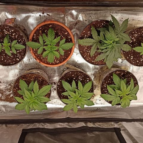 Wappa #3 growlog timeline photo