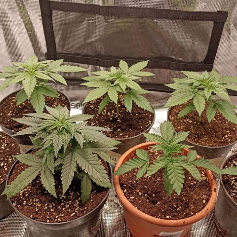 Wappa #3 growlog timeline photo