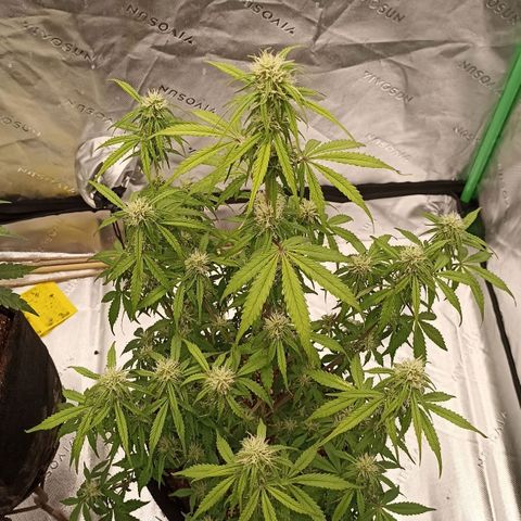 Blueberry Zkittlez Automatic growlog timeline photo
