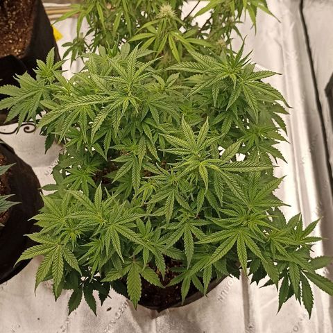 Blueberry Zkittlez Automatic growlog timeline photo
