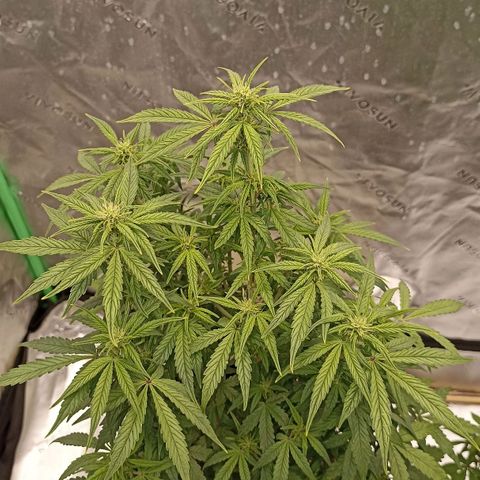 Blueberry Zkittlez Automatic growlog timeline photo