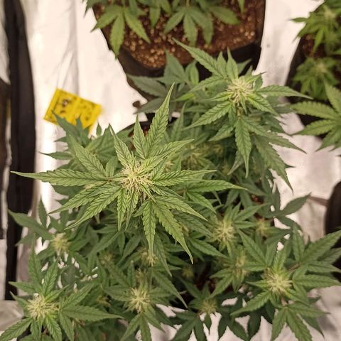 Blueberry Zkittlez Automatic growlog timeline photo