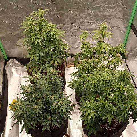 Blueberry Zkittlez Automatic growlog timeline photo