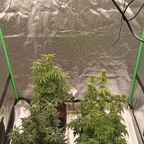 Blueberry Zkittlez Automatic growlog timeline photo