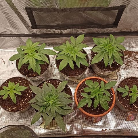 Wappa #3 growlog timeline photo