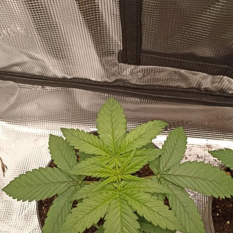 Wappa #1 growlog timeline photo