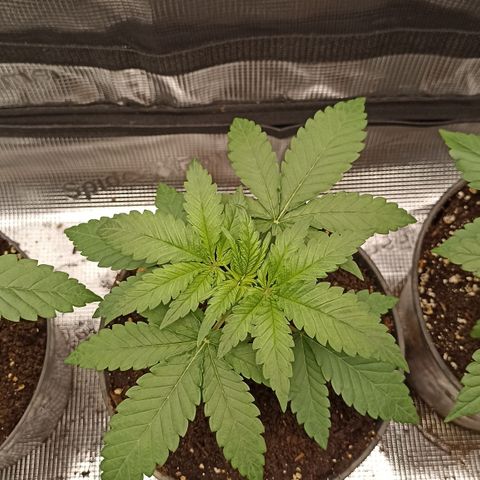 Wappa #2 growlog timeline photo