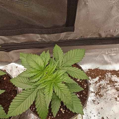 Wappa #3 growlog timeline photo