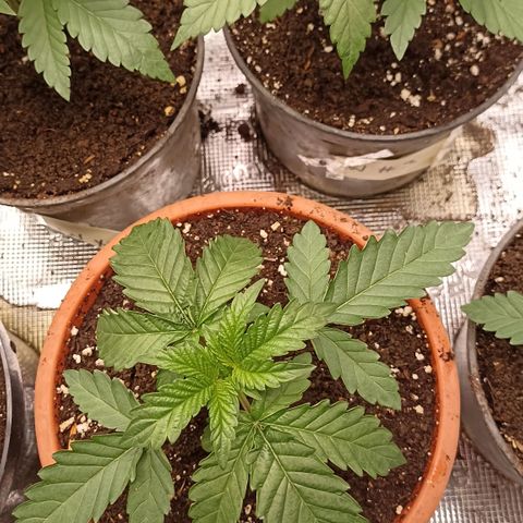 Sunset Paradise #2 growlog timeline photo