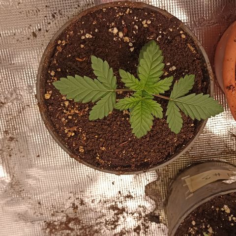 Sunset Paradise #3 growlog timeline photo