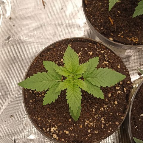 Snack Pack DNA Genetics growlog timeline photo