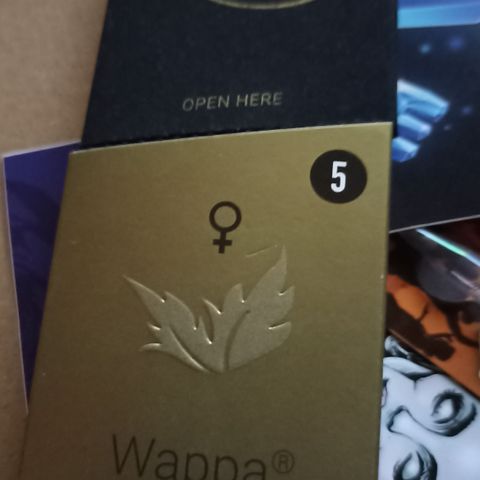 Wappa #2 growlog timeline photo