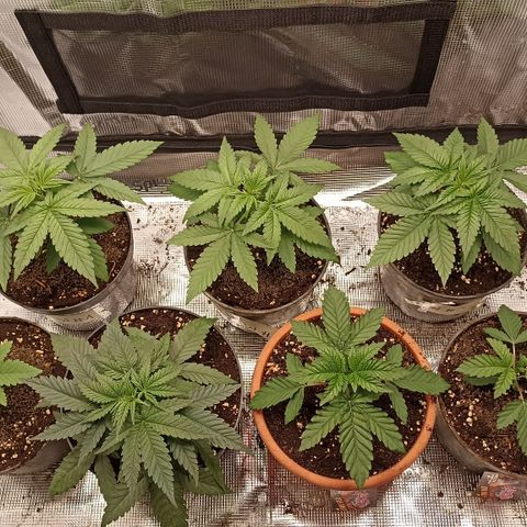 Wappa #3 growlog timeline photo