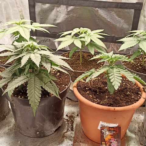 Wappa #3 growlog timeline photo