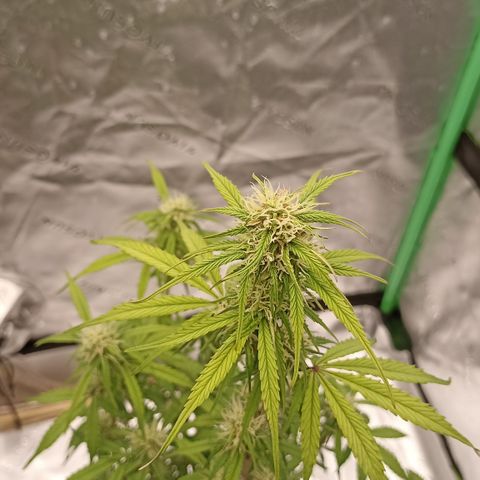 Blueberry Zkittlez Automatic growlog timeline photo