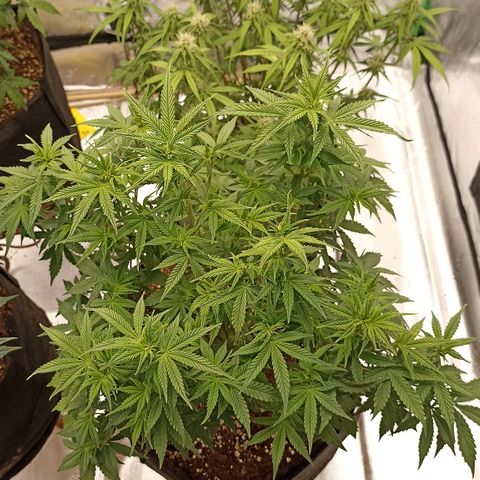 Blueberry Zkittlez Automatic growlog timeline photo