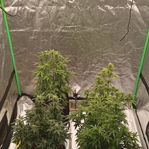 Blueberry Zkittlez Automatic growlog timeline photo