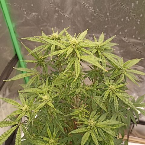 Blueberry Zkittlez Automatic growlog timeline photo