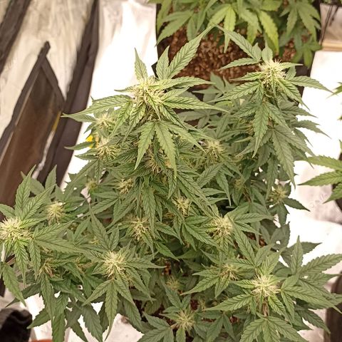 Blueberry Zkittlez Automatic growlog timeline photo