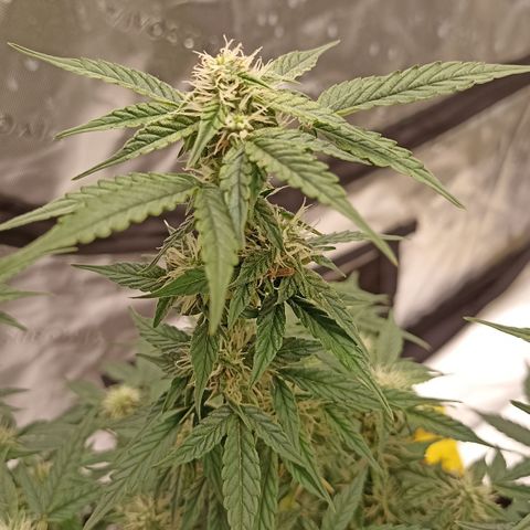 Blueberry Zkittlez Automatic growlog timeline photo