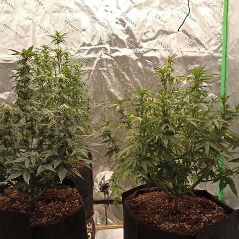 Blueberry Zkittlez Automatic growlog timeline photo