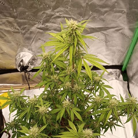 Blueberry Zkittlez Automatic growlog timeline photo