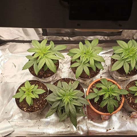 Wappa #3 growlog timeline photo