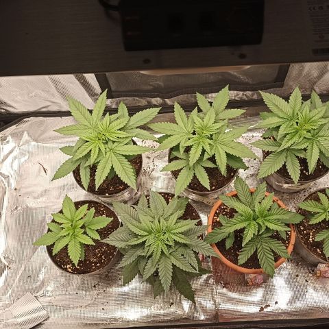 Wappa #3 growlog timeline photo