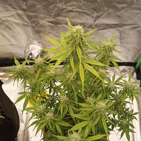 Blueberry Zkittlez Automatic growlog timeline photo