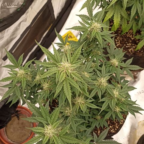 Blueberry Zkittlez Automatic growlog timeline photo